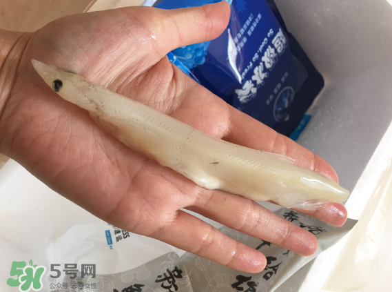 大銀魚多少錢一斤？大銀魚怎么洗？