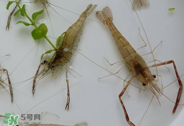河蝦是發(fā)物嗎？河蝦是不是發(fā)物？