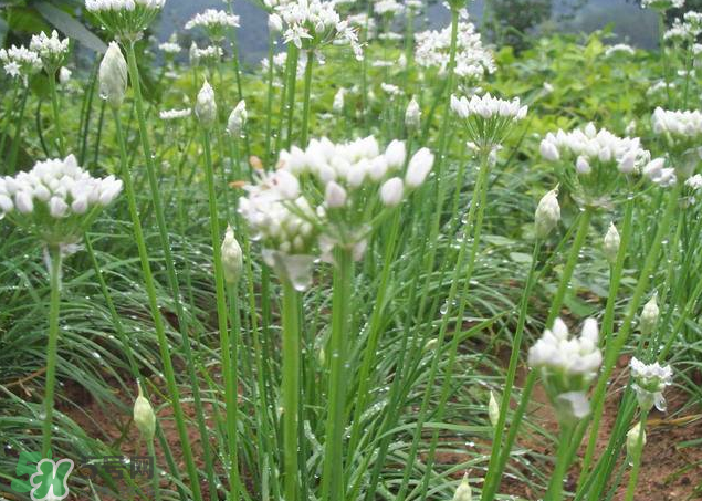 韭菜籽泡水喝有效果嗎？韭菜籽能直接泡水喝嗎？