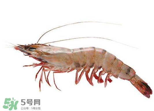 明蝦是海蝦還是河蝦？明蝦是什么蝦？