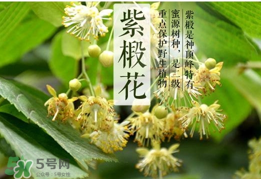 椴樹蜜是什么顏色？椴樹蜜是白色的嗎