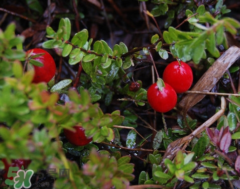 蔓越莓干熱量高嗎？蔓越莓干和新鮮蔓越莓營(yíng)養(yǎng)價(jià)值的區(qū)別