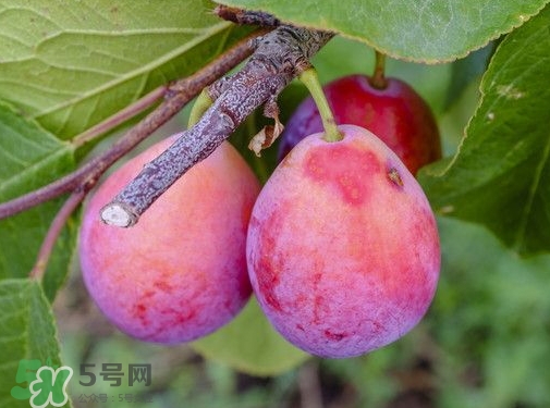 新鮮西梅皮可以吃嗎？西梅皮的功效與作用