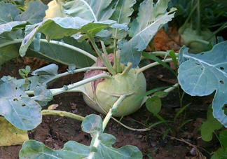苤藍什么季節種植？苤藍什么時候采收