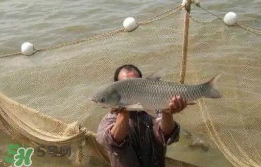 草魚怎么養殖成脆肉鯇？脆肉鯇養殖條件及技術