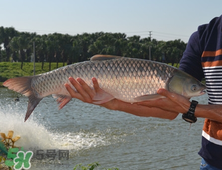 草魚怎么養殖成脆肉鯇？脆肉鯇養殖條件及技術