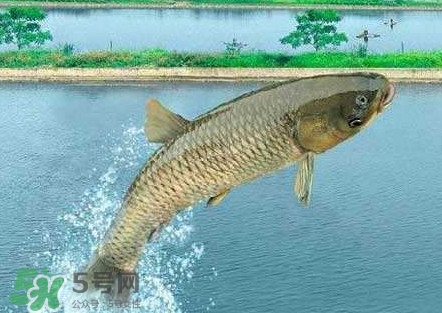 脆肉鯇是什么魚？脆肉鯇口感為什么是脆的
