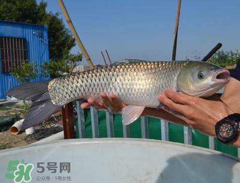 脆肉鯇是什么魚？脆肉鯇口感為什么是脆的