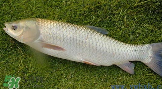 草魚怎么養殖成脆肉鯇？脆肉鯇養殖條件及技術