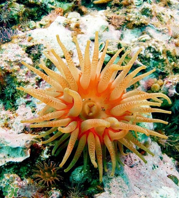 海葵能吃嗎？?？趺闯裕?></p><h3>海葵小知識</h3><p>海葵是無脊椎動物，腔腸動物門，珊瑚綱，單體的兩胚層低等動物。其無外骨骼，全部生活于海洋中。暖海中的個體較大，體呈圓柱形，下端(基部)稍膨大，稱基盤，能分泌粘液。由于粘液和肌肉的作用，可固著在淺水的巖石、木樁或貝殼、蟹螯上，有的種類一旦固著后便不再移動，也有的種類可在上面微微滑動。上端為扁圓的口盤，中央有1個長縫狀的口，一般在口的兩側各有1個較窄的凹陷，稱為口道溝，口道溝壁上的細胞具有纖毛，當纖毛擺動時，可引起含有微小生物的新鮮水流沿口道溝不斷進入消化腔，不僅可以獲得食物，也可進行氣體交換，含有代謝廢物的水流，再經口道和口的中央部分流出。</p><p>口盤的邊緣具有很多(一般是6的倍數)圓錐狀的中空觸手，排成1圈、2圈或多圈。當所有觸手全部伸展開，頗象1朵葵花，故稱“海葵”。一旦受到刺激時，觸手和身體便收縮成1個小球狀，經過一段時間，又會逐漸伸展開來。觸手上面生有刺細胞，可用來麻醉和捕獲小魚、小蝦等動物，并將它們送入口內，在消化腔(胃腔)內進行細</p><p>胞外消化。消化腔較為復雜，由上而下形成許多大小不一的成對隔膜，具有擴大消化和吸收面積的作用。其體色多種，常見的有淡黃色、淡褐色、綠色、紅色、藍色、灰色、橙色和白色。有的種類體壁上常有一些疣狀突起，一般有保護作用，或能從上面的小孔放出白色毒絲，或用來粘上砂粒、小貝殼等，或從突起上的刺絲囊中放射出刺絲，最常見的?？校壕G海葵、黃?？⒓t海葵和橙?？?。</p><p style=