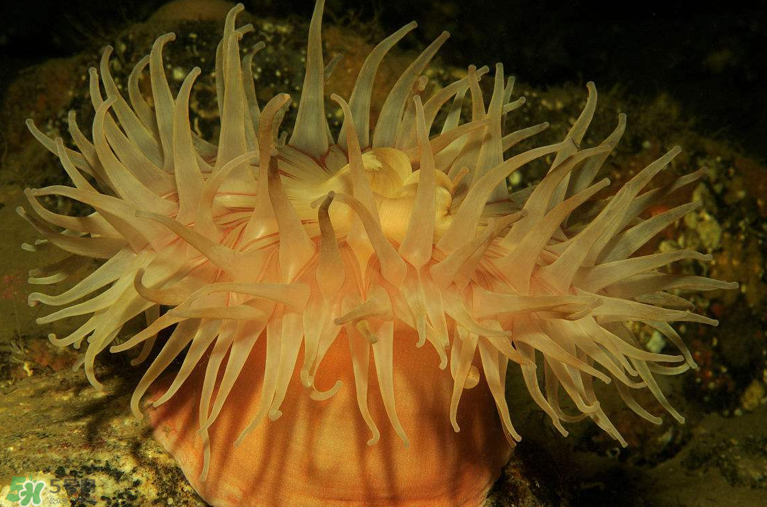 海葵能吃嗎？?？趺闯裕?></p><p>學名：Condylactis passiflora</p><p>分布：加勒比海、大西洋沿岸，水深30公尺以內的水域。</p><p>特點：美國沿岸珊瑚礁特有的美麗品種，觸手又粗又長，刺細胞毒性很強，碰到它的魚類、無脊椎動物都可能受到傷害，顏色多樣化，有白色、黃色、粉紅色等。</p><p>習性：喜歡單獨生長在石縫及沙石之中，喜歡50000Lux的強光帶，繁殖方式不一。</p><p>飼養條件：溫度18~22℃、pH8.0~8.4、kH9~11°dH，適合養在光照強之處，可喂以漢堡飼料、人工豐年蝦、海水微量元素。</p><p>拳頭海葵</p><p>學名：Entacmaea quadricolor</p><p>分布：印度洋、太平洋、紅海到薩摩亞群島之間的淺灘珊瑚礁，水深40公尺以內的水域。</p><p>特點：在口盤駐觸手長滿了共生藻，因此影響了它們色澤的表現。觸手構造很獨特，頂端通常呈氣泡狀，也會因壓縮而成球形或梨形，與小丑魚行共生。</p><p>習性：以群居的方式棲息在淺水地帶，個別生長在其他地區的，需要石縫、巖洞以固著及藏匿。</p><p>養殖條件：生長在強光帶，溫度22~26℃，可喂以漢堡飼料、人工豐年蝦、海水微量元素。</p>		</div>
<div align=