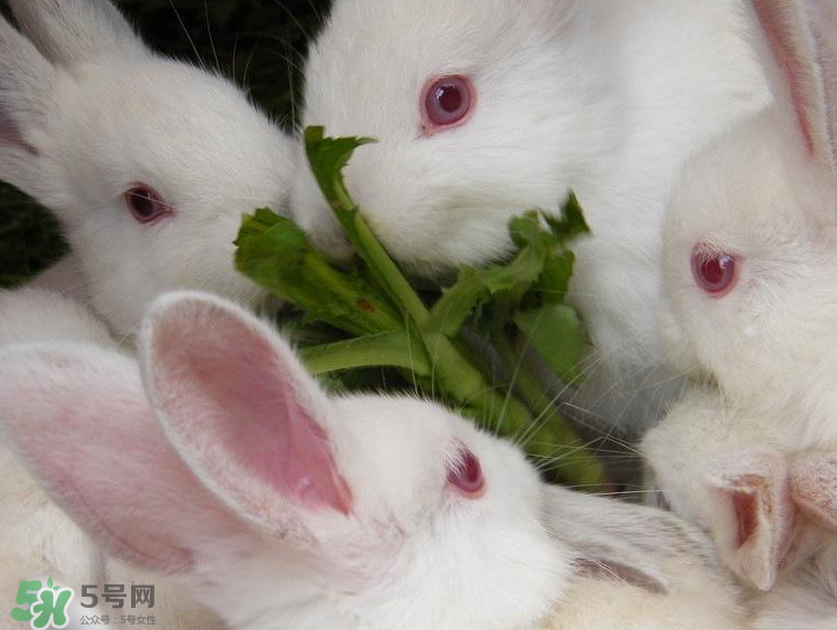 兔肉和羊肉能一起吃嗎？兔肉和羊肉相克嗎？