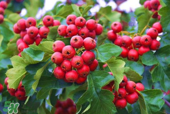 山楂和紅棗可以一起泡水喝嗎？