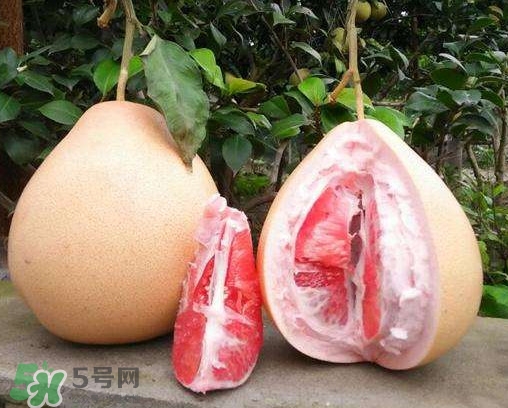 三紅蜜柚多少錢一斤2017？三紅蜜柚好吃嗎