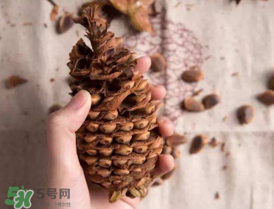 松籽有什么營養(yǎng)價(jià)值？松籽仁的功效與作用