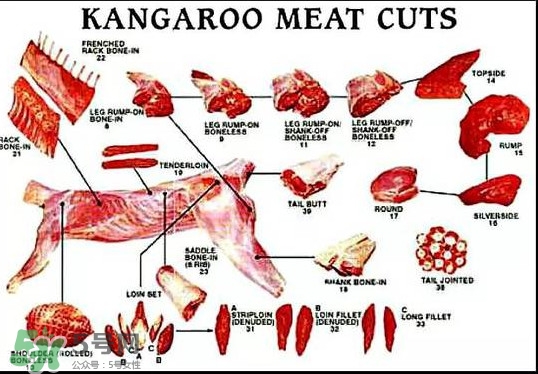 袋鼠是老鼠嗎？袋鼠肉好吃嗎