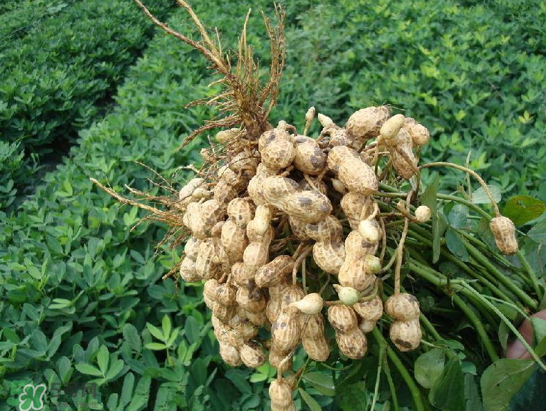 花生的藥用價(jià)值有哪些？花生不能和什么一起吃？