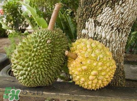 哺乳期吃榴蓮對寶寶有影響嗎？哺乳期吃榴蓮寶寶會過敏嗎？