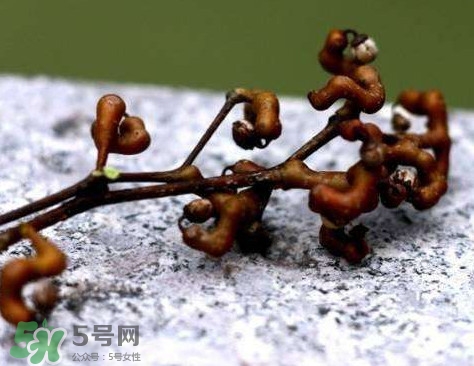 拐棗可以嫁接嗎？拐棗是哪里的特產