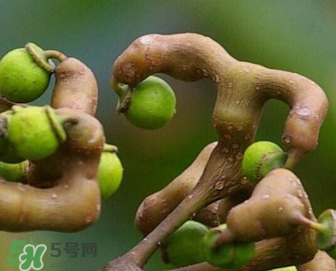 拐棗為什么沒人買？拐棗學名是什么