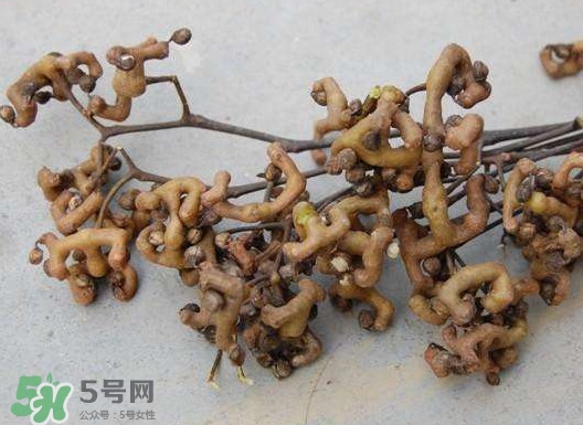 拐棗可以嫁接嗎？拐棗是哪里的特產