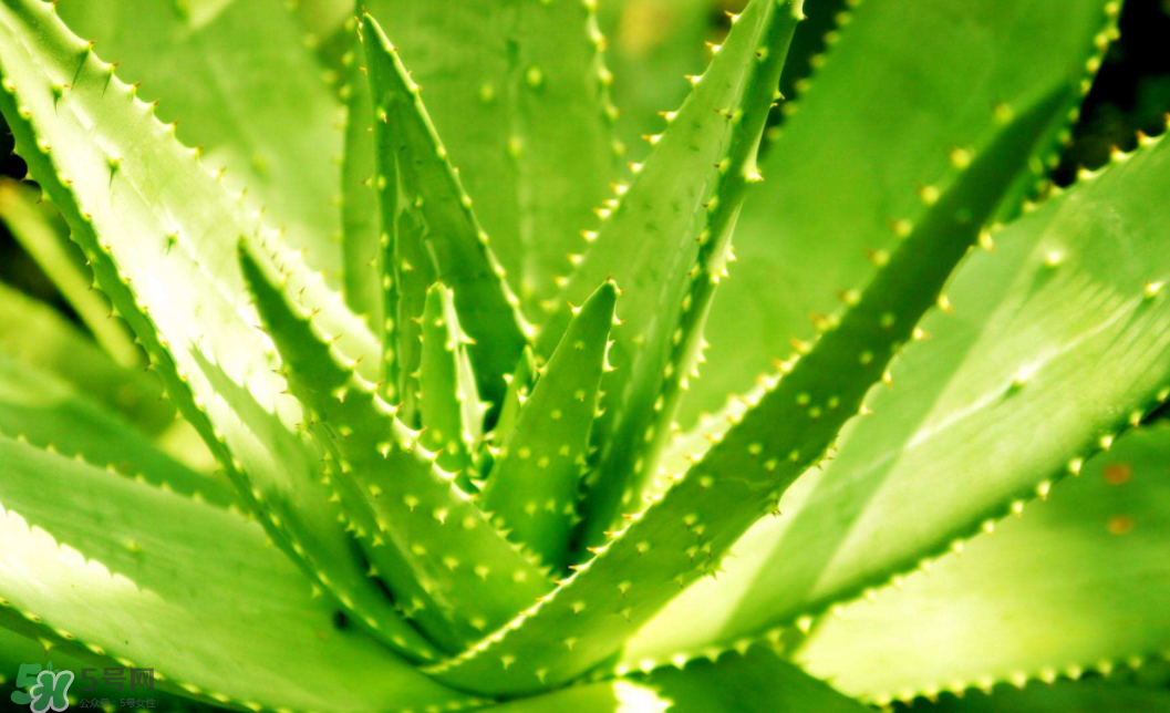 蘆薈泡酒的注意事項有哪些？蘆薈泡酒的做法