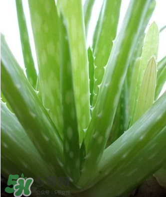 蘆薈膠的醫療作用有哪些？蘆薈膠的使用方法有哪些？