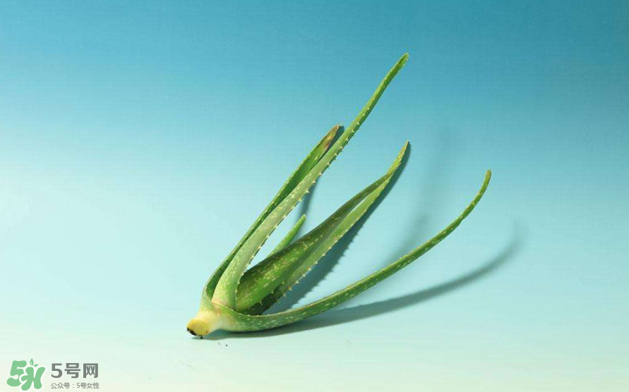 蘆薈膠的醫療作用有哪些？蘆薈膠的使用方法有哪些？