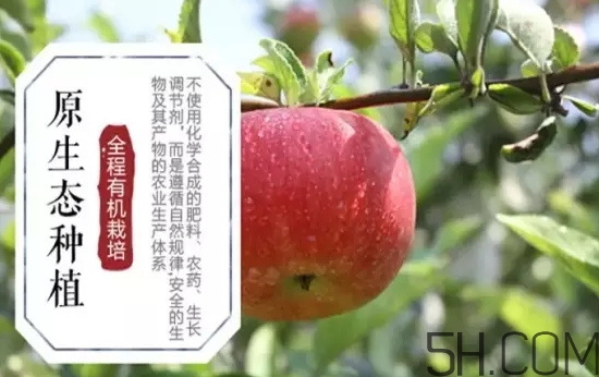 美八蘋果價格多少錢？美八蘋果多少錢一斤？