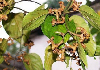 新鮮拐棗吃著澀怎么處理？拐棗為什么澀