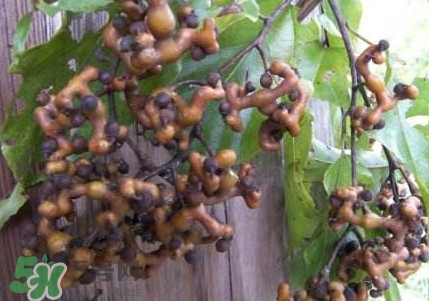 拐棗熬水喝有哪些好處？拐棗怎樣種植