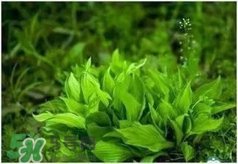螺旋藻是海帶嗎？螺旋藻是海藻嗎？