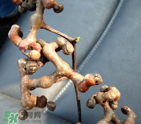 新鮮拐棗吃著澀怎么處理？拐棗為什么澀