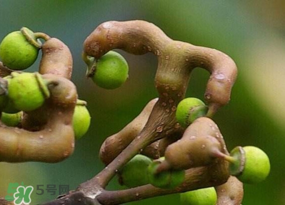 新鮮拐棗吃著澀怎么處理？拐棗為什么澀
