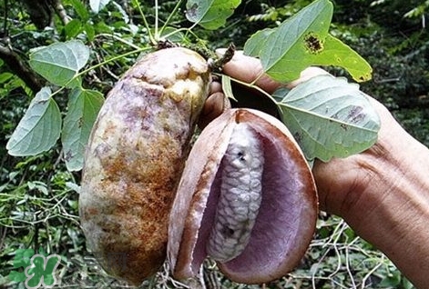 八月瓜能種植嗎？八月瓜怎么種植？