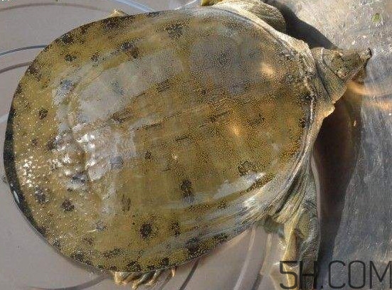 腳魚(yú)能和南瓜一起吃嗎？腳魚(yú)湯的做法
