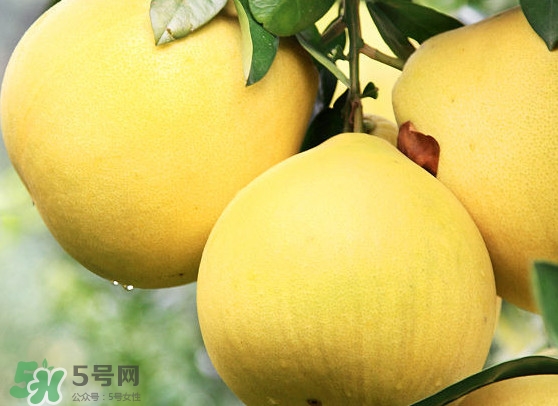 經期能吃蜜柚嗎？蜜柚能和葡萄一起吃嗎