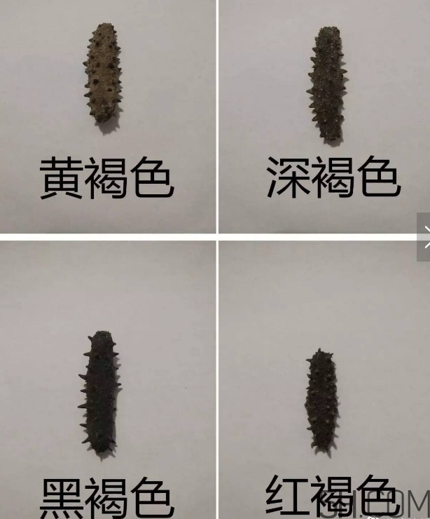 海參顏色深好還是淺好？海參顏色發白時怎么回事？
