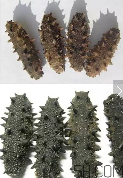海參顏色深好還是淺好？海參顏色發白時怎么回事？