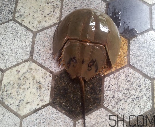 中華鱟多少錢一斤？中華鱟有什么藥用價值