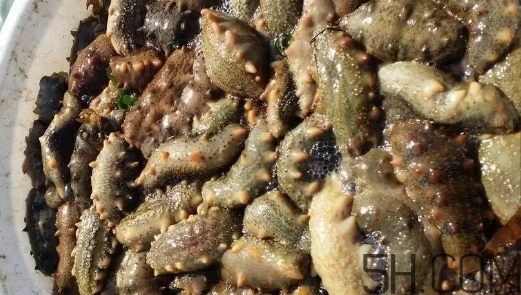 海參顏色深好還是淺好？海參顏色發白時怎么回事？