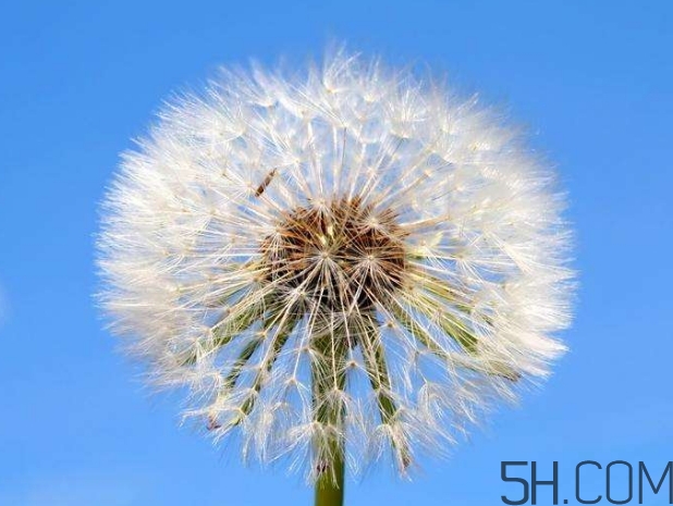 蒲公英能去胎毒嗎？吃什么可以去胎毒？