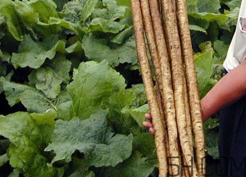 牛蒡要種多久才可以收割？女性喝牛蒡茶有什么好處