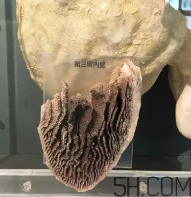 牛百葉和毛肚是一個東西嗎？牛百葉上面有層黑皮能吃嗎？