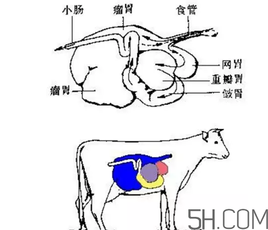 牛百葉和毛肚是一個東西嗎？牛百葉上面有層黑皮能吃嗎？