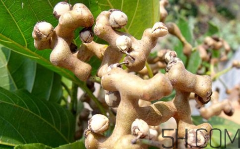 拐棗能夠治療風(fēng)濕嗎？拐棗的藥用價(jià)值有哪些？