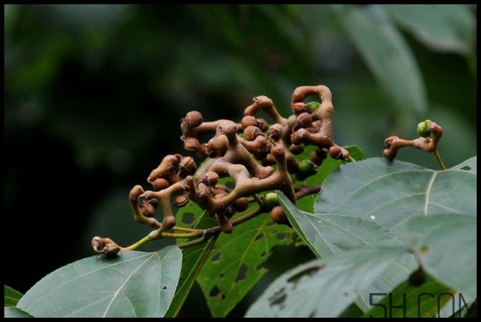 拐棗能夠治療風(fēng)濕嗎？拐棗的藥用價(jià)值有哪些？