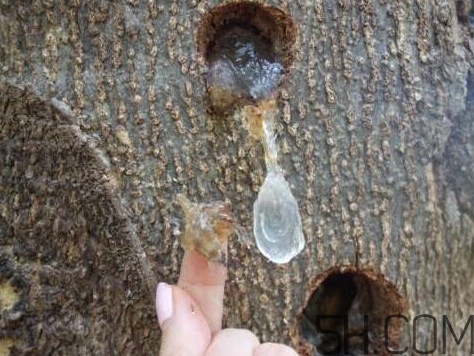 雪燕是什么樹種植的？雪燕是涼性還是熱性