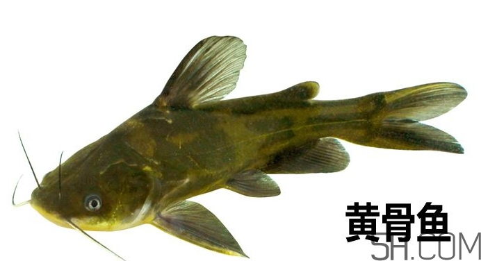 黃骨魚是發物嗎？黃骨魚是什么魚？