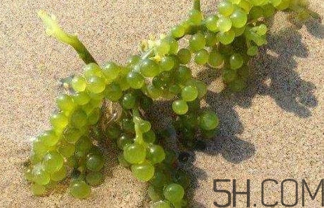 海葡萄有什么功效？海葡萄人工養(yǎng)殖條件